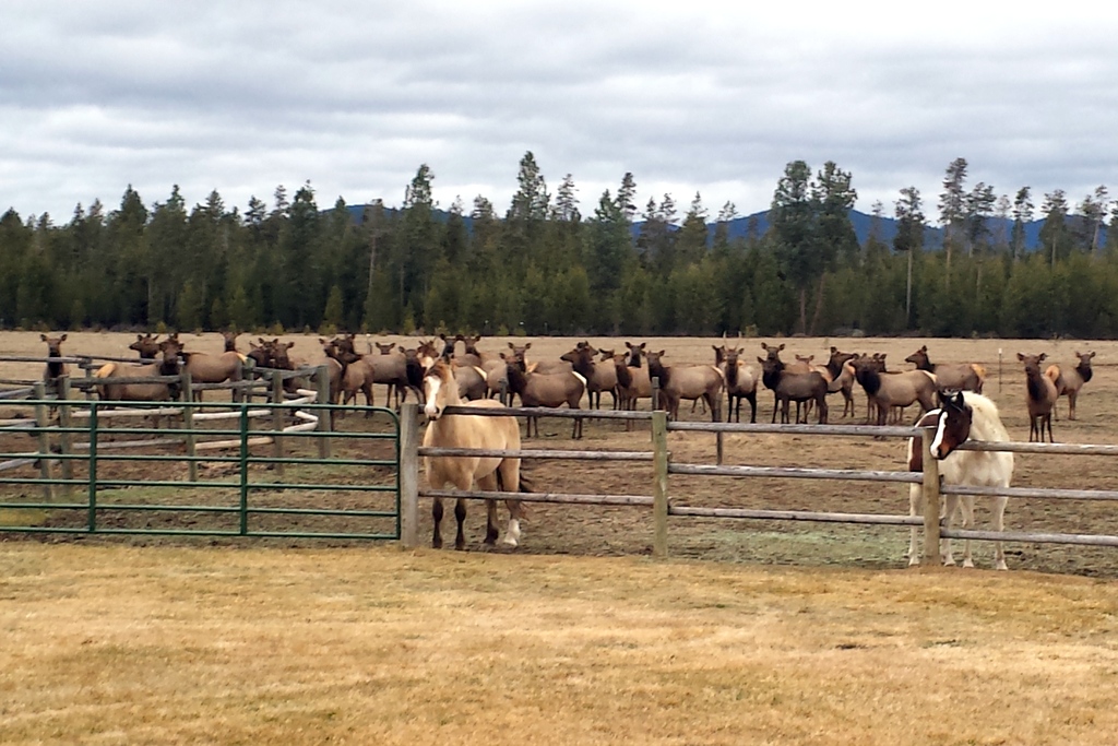 Elk with Horses